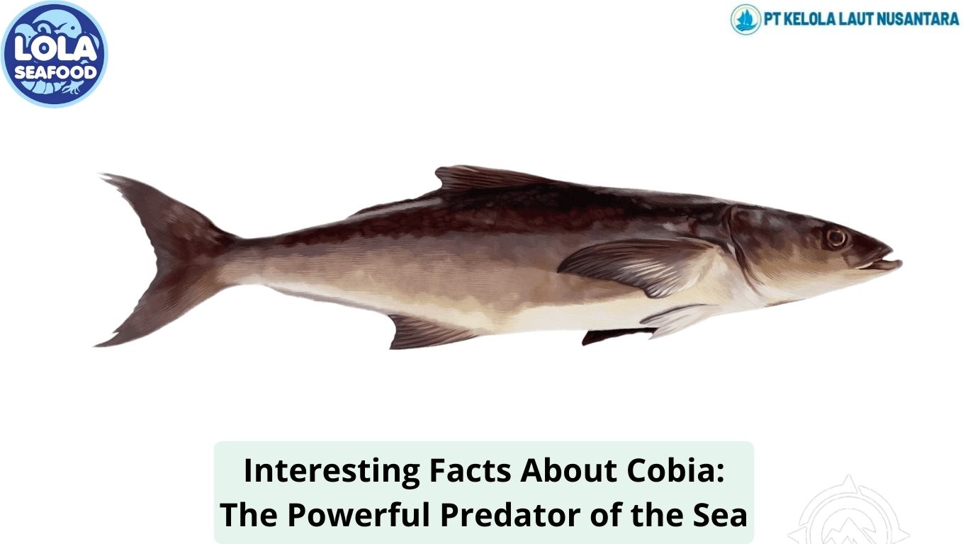 Interesting Facts About Cobia: The Powerful Predator of the Sea